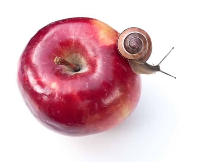 snail on an apple